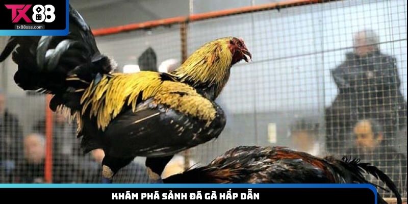 Khám phá sảnh đá gà hấp dẫn