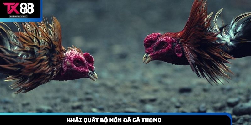 Khái quát bộ môn đá gà Thomo